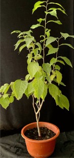 in vitro culture research paper