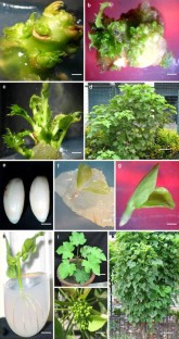 literature review of jatropha curcas
