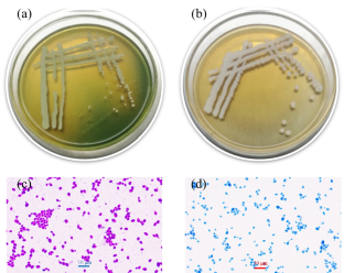 experiment of yeast fermentation