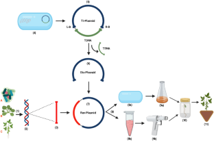genetically modified soybean research paper