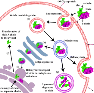 ricin in cancer: challenges and advances