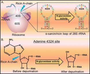 ricin in cancer: challenges and advances