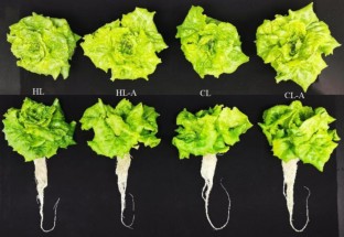 hydrogen peroxide experiment risks