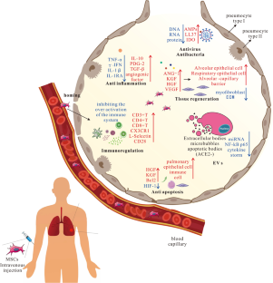 anti stem cell research articles