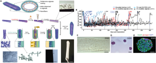 stem cell research for diabetes type 1