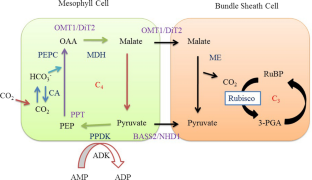 biochemical analysis research paper
