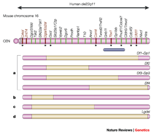 Chromosomal microdeletions: dissecting del22q11 syndrome | Nature ...