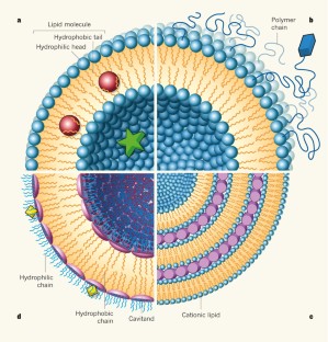 research article on liposomes