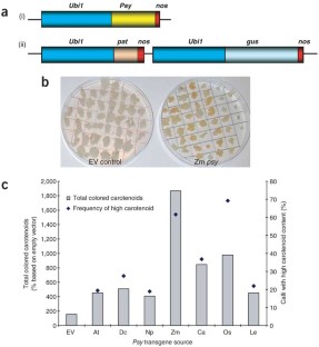 the case study of golden rice