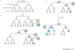 cancer stem cell hypothesis evidence