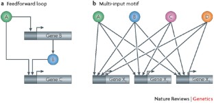 coupling hypothesis definition biology