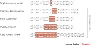 genetic variation essay