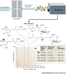 research on plant metabolomics