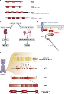 kinase protein scaffold