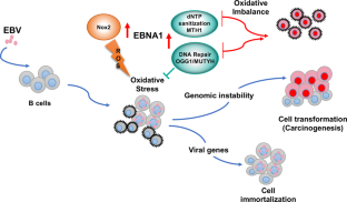 The EpsteinBarr virus nuclear antigen1 upregulates the cellular