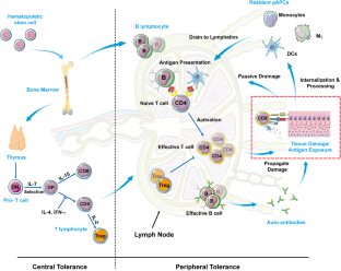 autoimmune diseases research articles