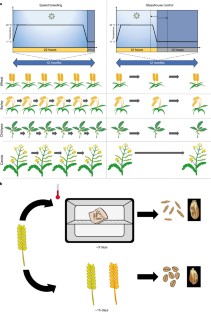 research paper for plant breeding