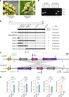 中国の科学者がソルガムきびの粒数を増加させる構造変異を発見(Chinese Scientists Find Structural Variation that Boosts Grain Number in Sorghum)
