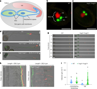 花粉が精子を包み込む仕組みを解明(Scientists Uncover How Pollen “Hug” Their Sperms for Successful Double Fertilization)