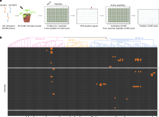 広域病害抵抗性をもたらすペプチド受容体モジュールを同定(Scientists Identify Peptide-Receptor Module that Confers Broad-Spectrum Disease Resistance)
