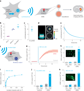 MRIを使って脳の奥深くで光を検出する方法を発見(Using MRI, engineers have found a way to detect light deep in the brain)