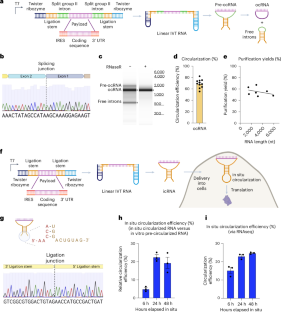 RNAループを閉じることで、より安定した効果的なRNA治療が期待できる(Closing the RNA Loop Holds Promise for More Stable, Effective RNA Therapies)