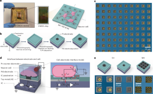 神経細胞ネットワークにおける結合のマッピング(Mapping connections in a neuronal network)