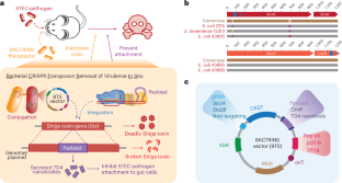 腸内細菌による食中毒対策:合成微生物の治療応用(Supercharging Bacteria to Fight Food Poisoning)