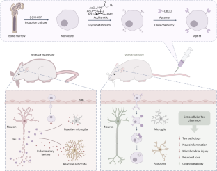アプタマー誘導単球を用いたタウ除去細胞療法を開発(Researchers Develop Tau-clearing Cell Therapy Based on Aptamer-guided Monocytes)