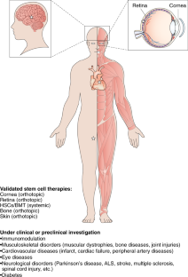 stem cell therapies research articles