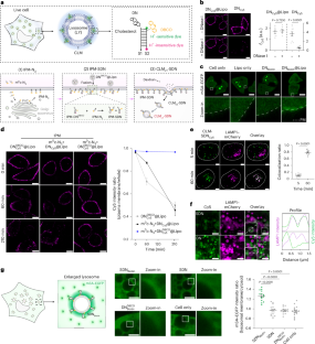 リソソーム表面の酸性ナノ層を検出するDNAナノデバイスを開発(DNA Nanodevices Developed to Detect Acidic Nanolayer on Lysosomal Surface)