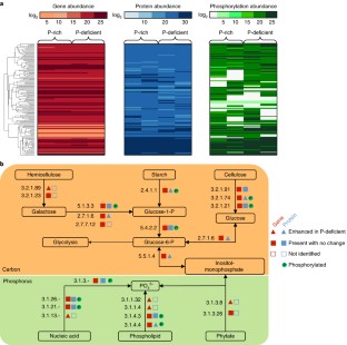 Microbial Ecology