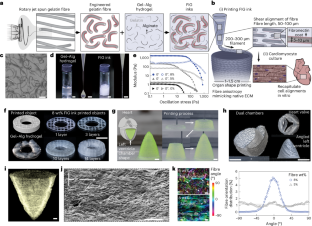 繊維入りインクが3Dプリント心筋の拍動を可能にする(Fiber-infused ink enables 3D-printed heart muscle to beat)