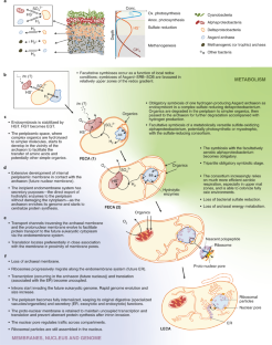 hypothesis 1 on the origin of the eukaryotic cell