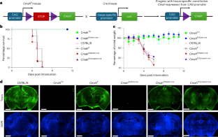 腸チフスによる神経症状発症メカニズムを解明(How typhoid fever triggers severe neurological symptoms) 腸チフスによる神経症状発症メカニズムを解明(How typhoid fever triggers severe neurological symptoms)