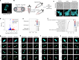 細菌が抗生物質から回復する仕組みを解明(Nature Microbiology | Unlocking How Bacteria Bounce Back After Antibiotics)