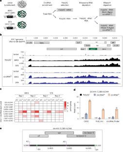 HIVの隠れたループ構造を解明、新たな治療法開発の可能性 (Uncovering HIV&rsquo;s hidden loop: New finding offers hope for future treatments)