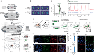 磁界で脳をコントロールする新技術を開発(New Technology to Control the Brain Using Magnetic Fields Developed)