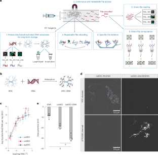 DNA技術で初めてデータ保存と計算機能の両方を実現(For First Time, DNA Tech Offers Both Data Storage and Computing Functions)