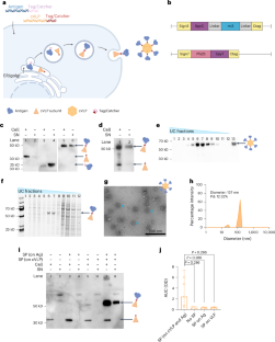 ウイルスに偽装したワクチンが強力な免疫を誘導(Vaccine disguised as a virus tricks the body into stronger immunity)
