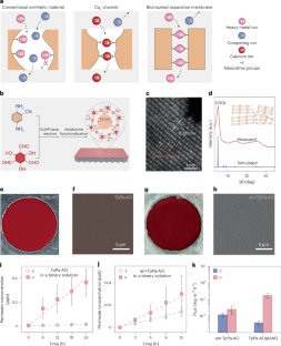 生体イオンチャネルを模倣した単一ファイル経路による精密金属分離技術を開発（Mimicking Biological Ion Channels, Researchers Build “Single-File” Pathways for Precise Metal Separation）