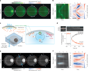 光刺激で細胞形状を制御する生物物理学的モデル開発(Biophysics: shaping cells with light)