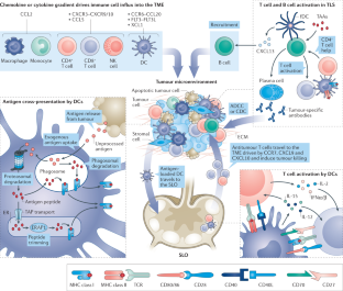 research in cancer vaccine