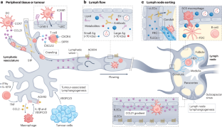 presentation of lymphomas