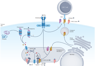 explain the process of antigen presentation