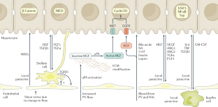 essay on role of liver