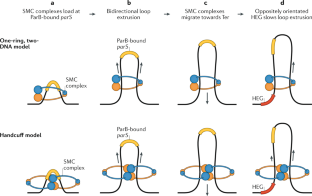 chromosome scaffold protein chromosome scaffold protein