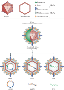 hepatitis b virus research