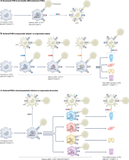 the process of antigen presentation