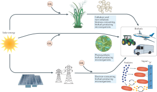 biofuel case study